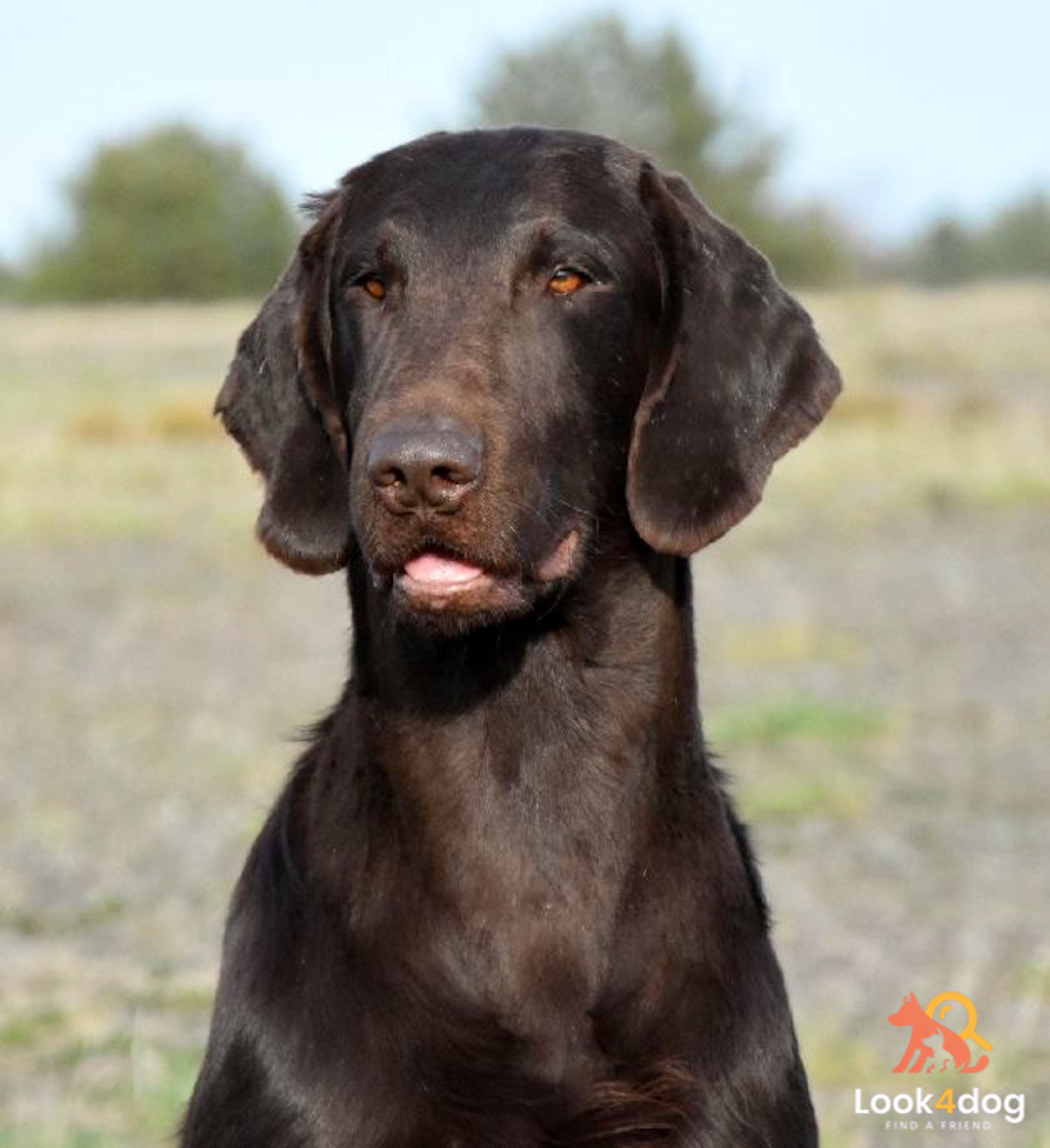 Dragonborn flat coated retriever MIOT P ojciec