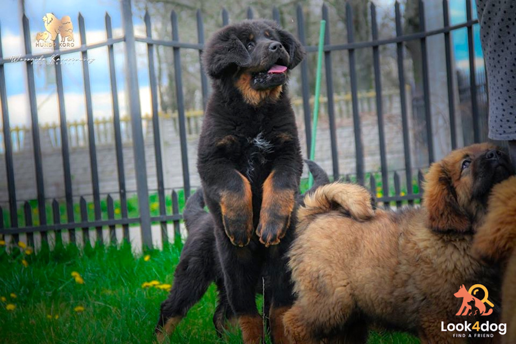szczeniaki mastif tybetański hundo koro miot B
