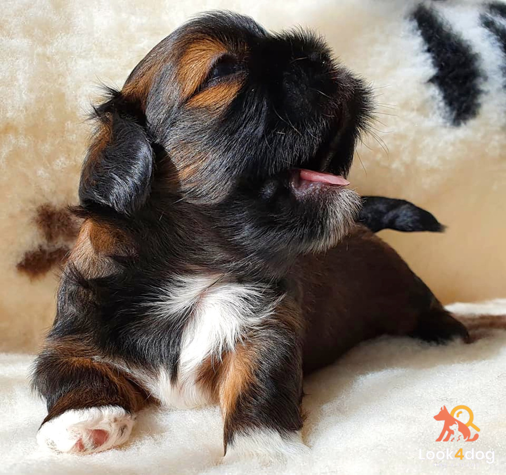 szczeniak lhasa apso hodowla dreamed a drem