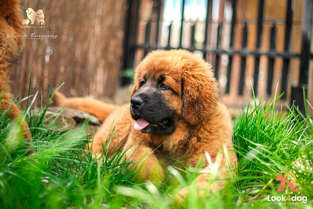 szczeniaki mastif tybetański hundo koro miot B