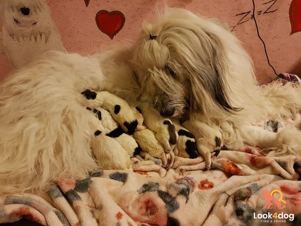 owczarki rumuńskie mioritic miot hodowla Collis Amores