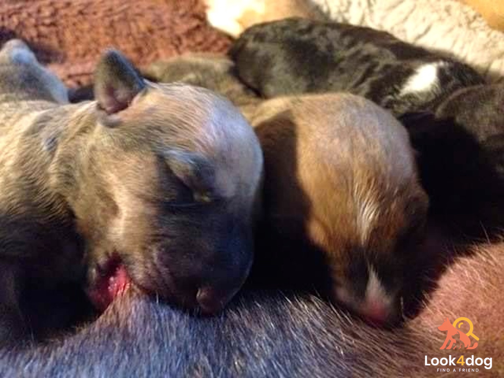 szczeniaki bullteriera miot E hodowla EMKBull's FCI