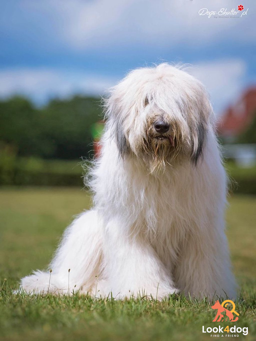 ojciec Collis Amores