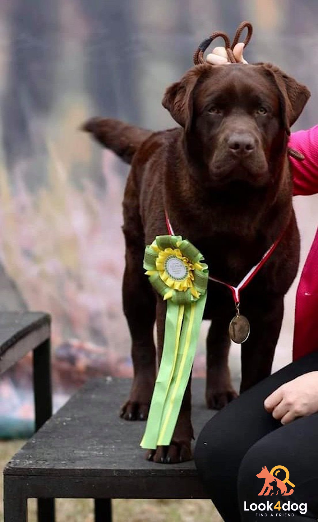 labrador ojciec miotu maj 2020 hodowla Dolegor