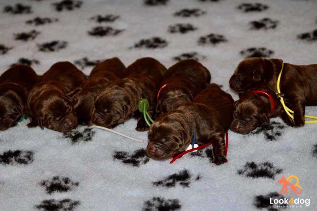 szczeniaki labrador miot maj 2020 hodowla Dolegor