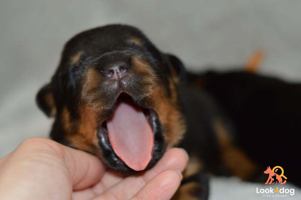 rottweiler miot maj 2020 hodowla Kabri Team