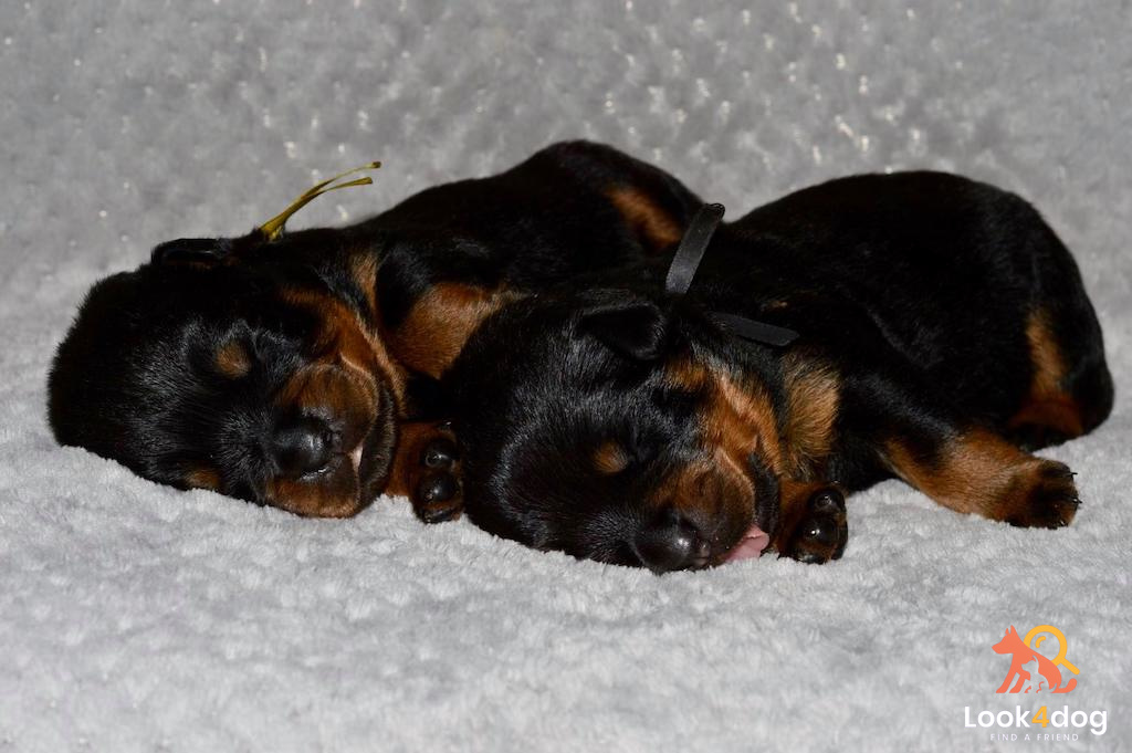 rottweiler szczeniaki miot maj 2020 hodowla Kabri Team