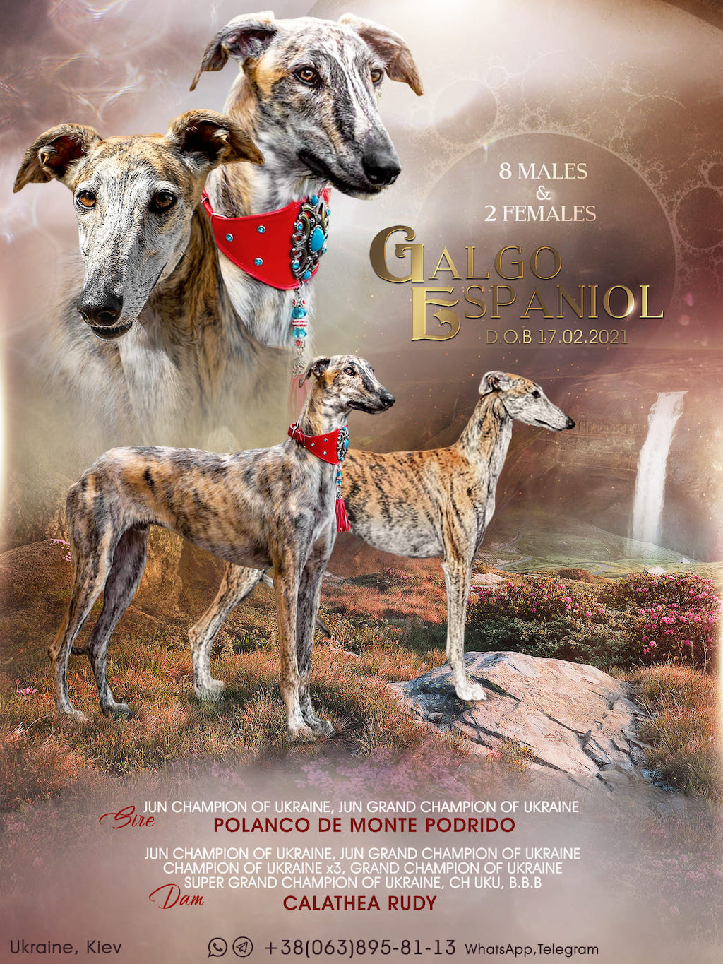 chart hiszpański hodowla Alashir