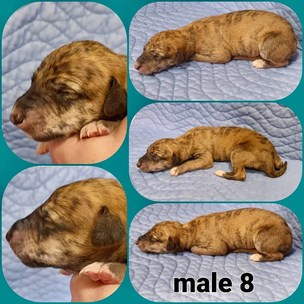 chart hiszpański szczeniaki hodowla Alashir