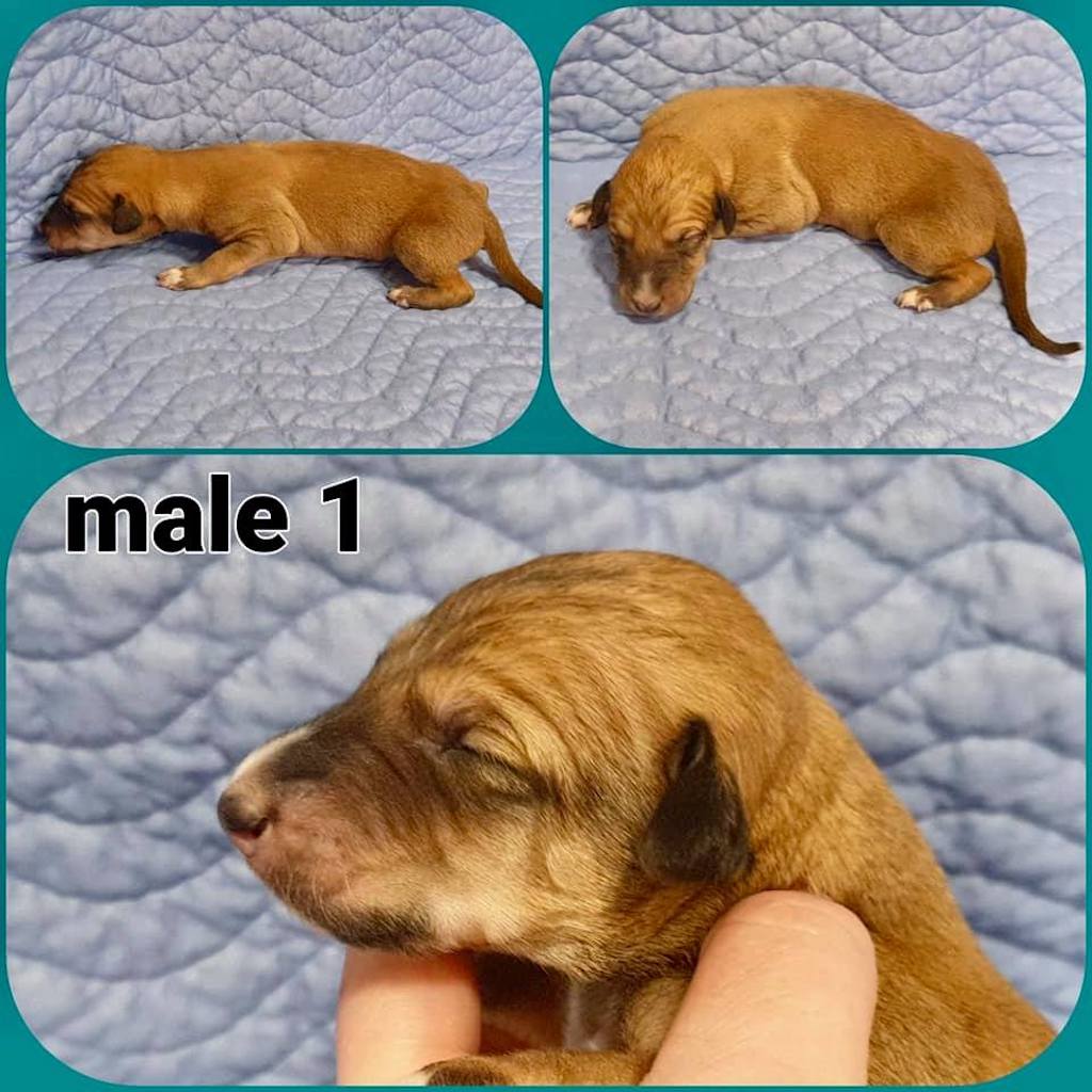 chart hiszpański szczeniaki zdjęcia z hodowli Alashir