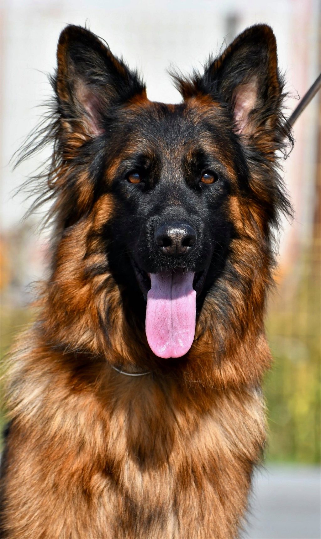 owczarek niemiecki długowłosy Bella Lupo marzec 2021