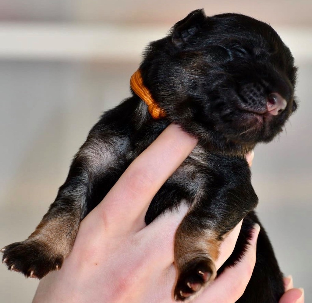 Bella Lupo hodowla szczeniaki miot 2021