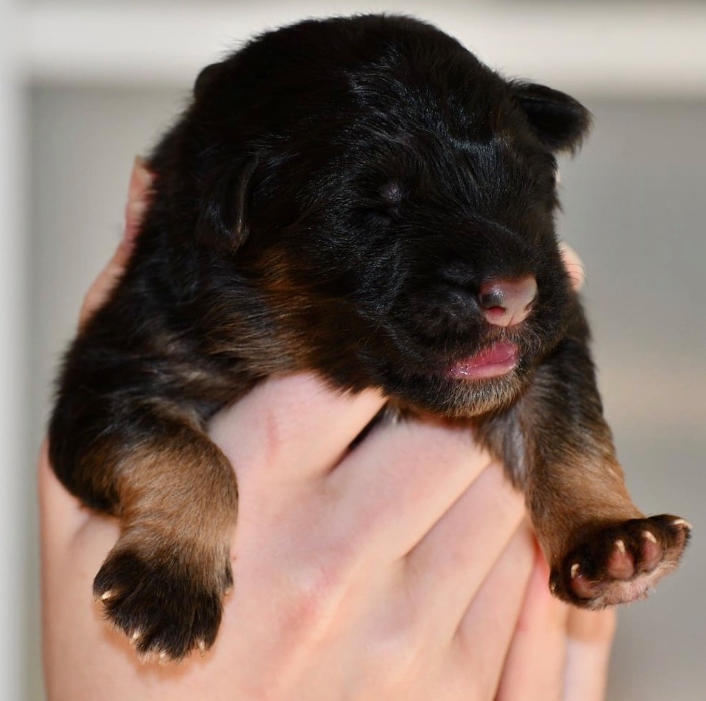 szczeniak owczarek niemiecki długowłosy zdjęcie hodowla Bella Lupo