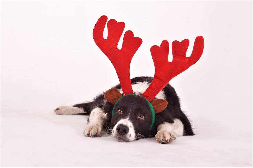 zdjęcie pies rasowy święta Bożego Narodzenie Luna szkolenie