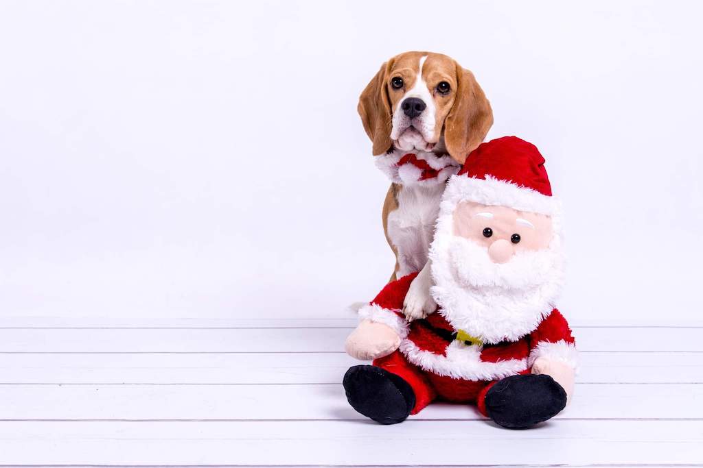 beagle zdjęcie święta szkolenie psów Luna