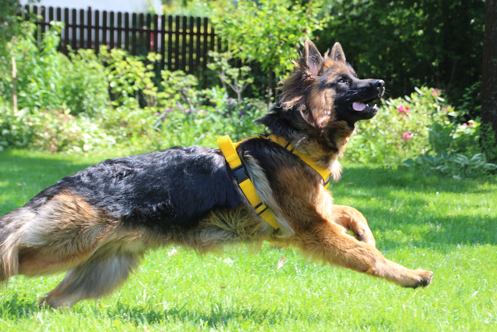 szelki dla owczarka niemieckiego długowłosego