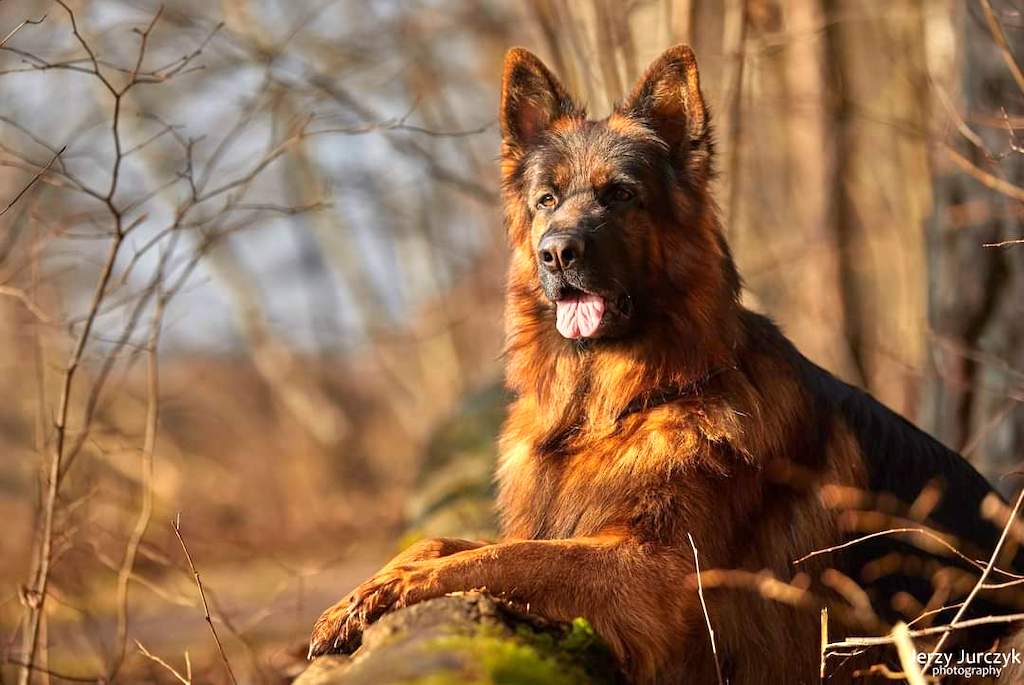 owczarki niemieckie co jedzą
