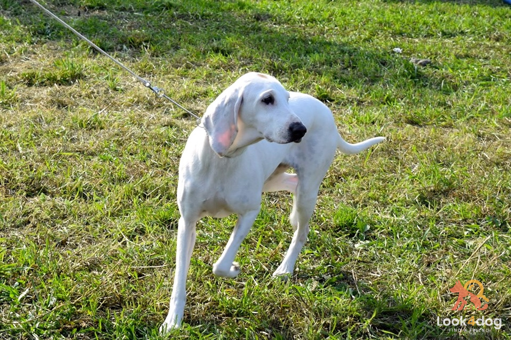 Porcelaine - charakter