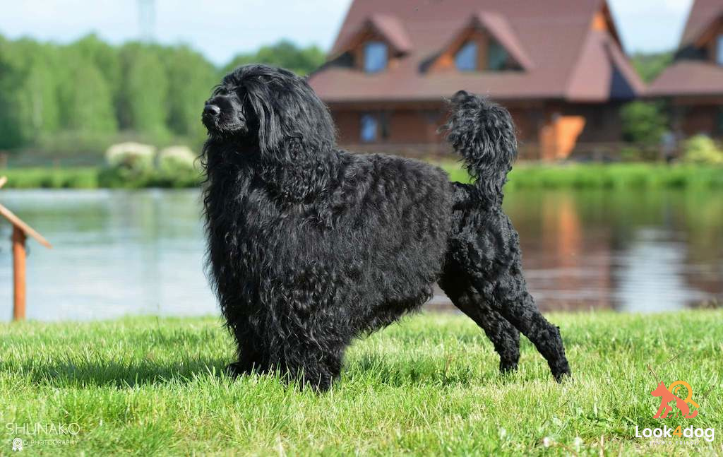 Portugalski pies wodny - charakter