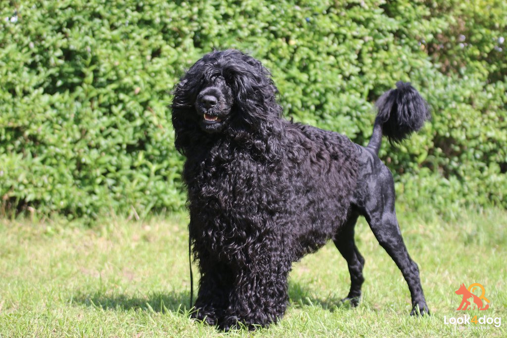 Portugalski pies wodny - choroby