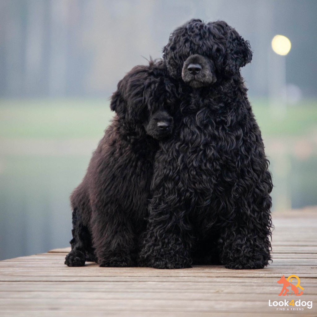 Portugalski pies wodny - pielęgnacja