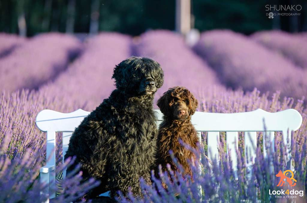 Portugalski pies wodny - umaszczenie