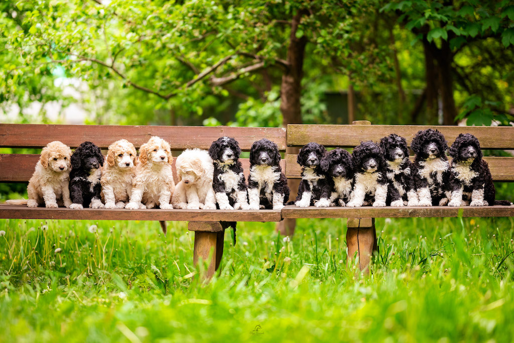 Portugalski pies wodny - żywienie