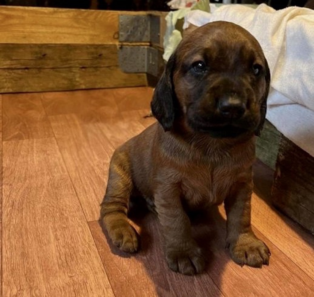 Posokowiec bawarski - hodowla