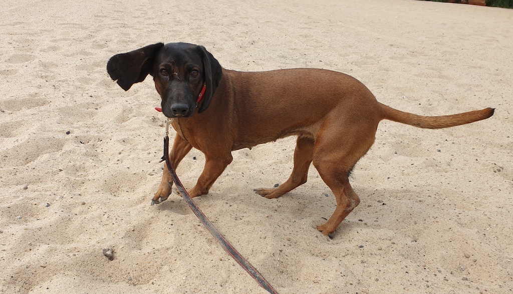 Posokowiec bawarski - pielęgnacja