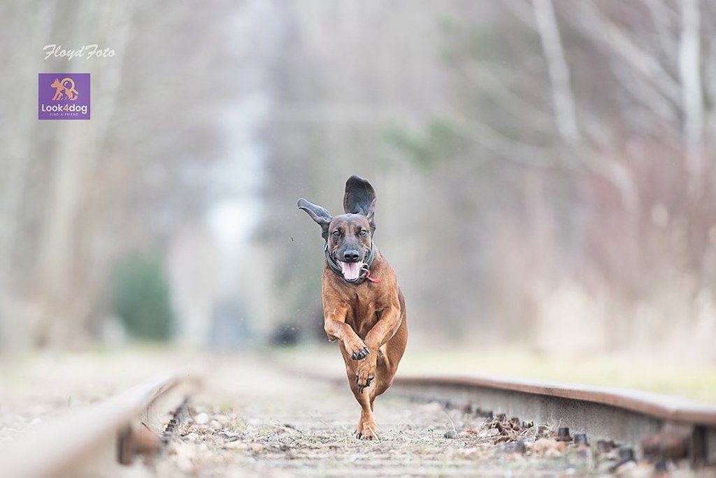 Posokowiec bawarski - pielęgnacja