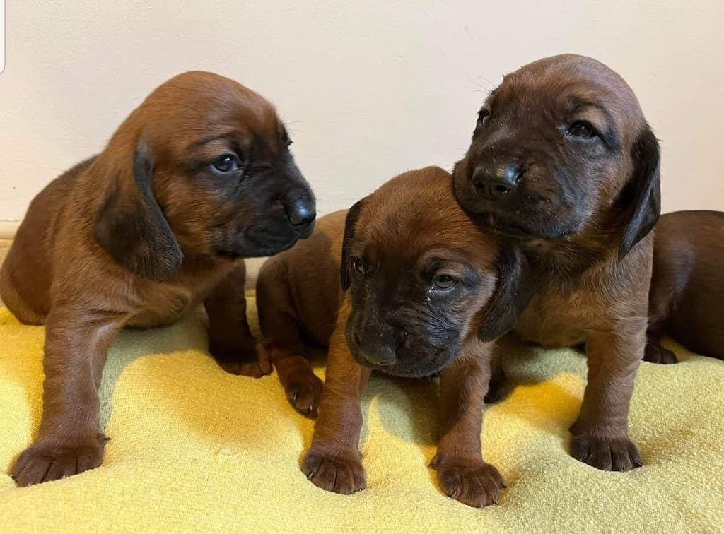 Posokowiec bawarski - szczeniaki 