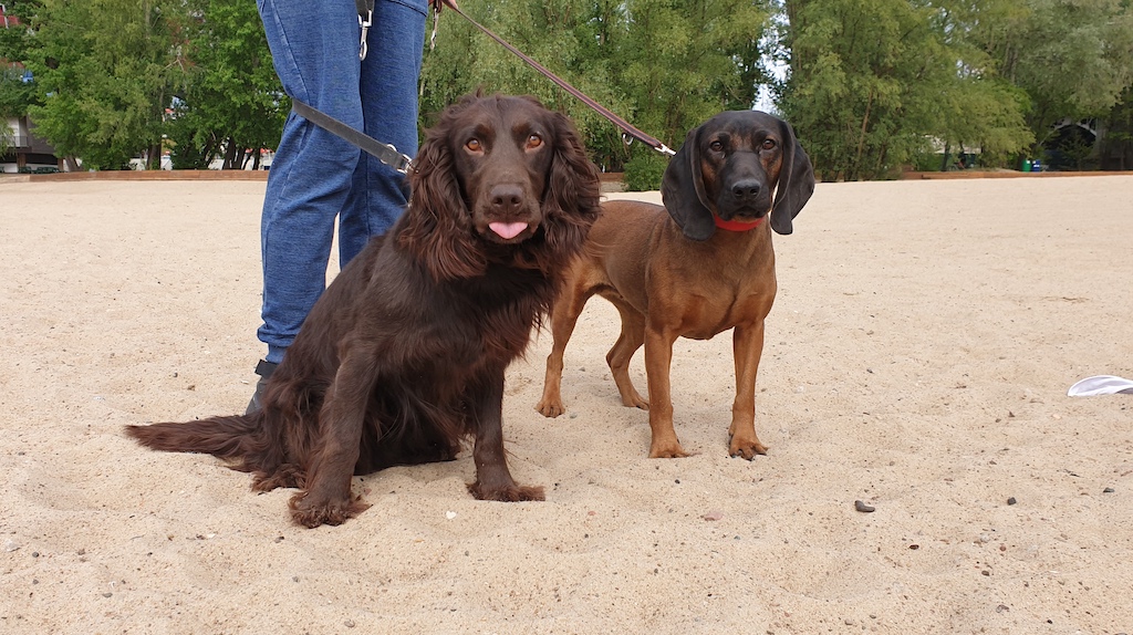 Posokowiec bawarski - umaszczenie
