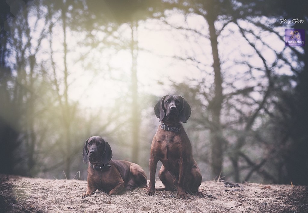 Posokowiec bawarski - żywienie