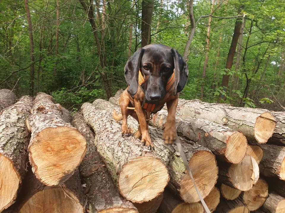 Posokowiec bawarski - żywienie