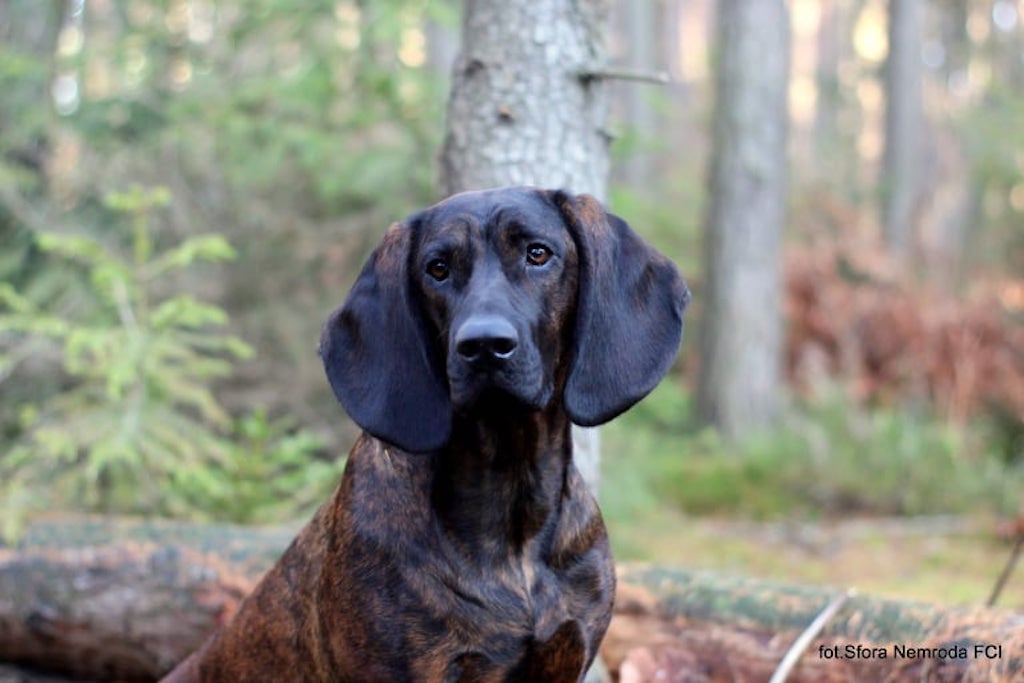 Posokowiec hanowerski - charakter