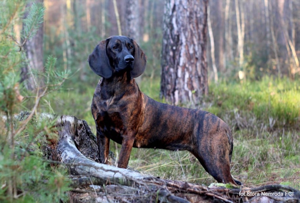 Posokowiec hanowerski - pielęgnacja