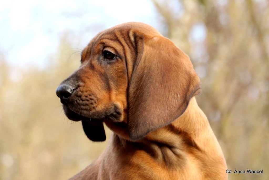 Posokowiec hanowerski - żywienie