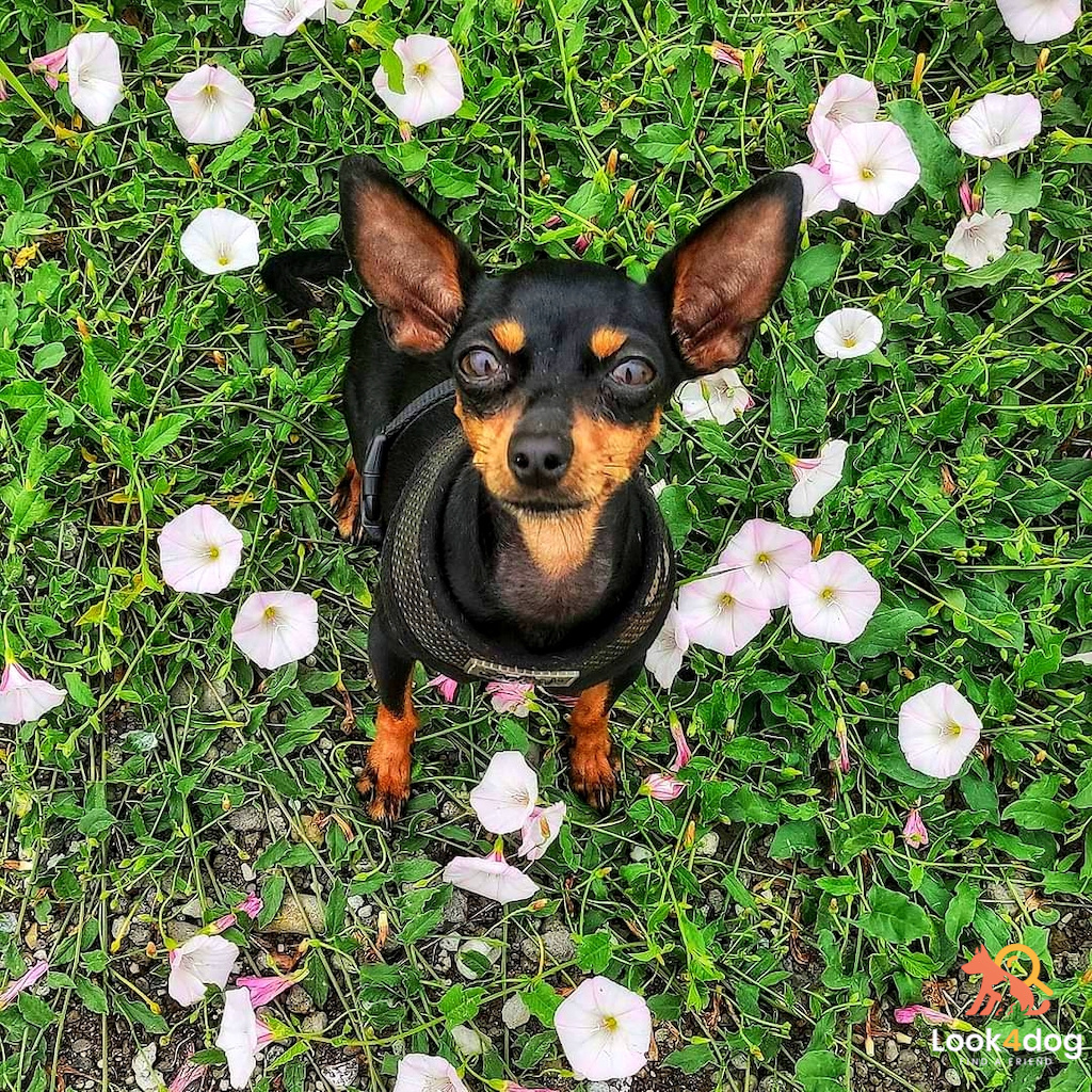 Prague Ratter (Ratler praski) - charakter