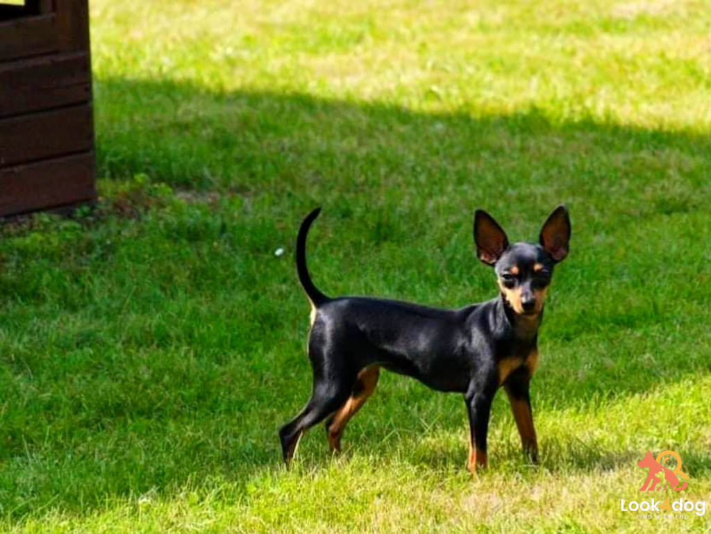 Prague Ratter (Ratler praski) - umaszczenie