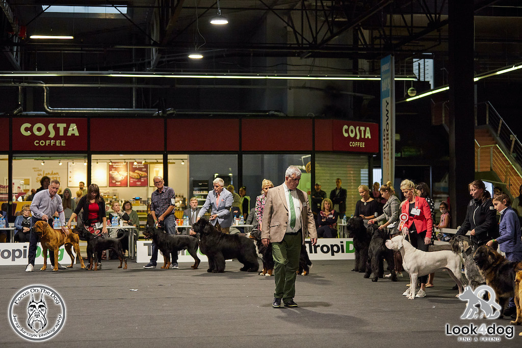 Psy rasowe - hodowle