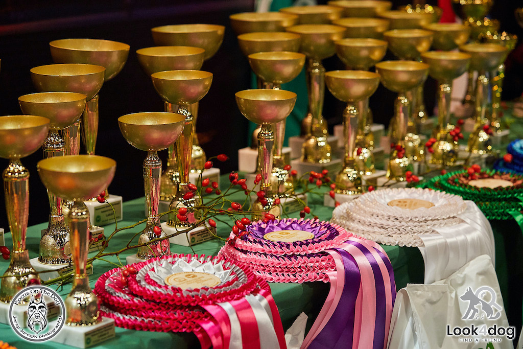 Psy rasowe - puchary