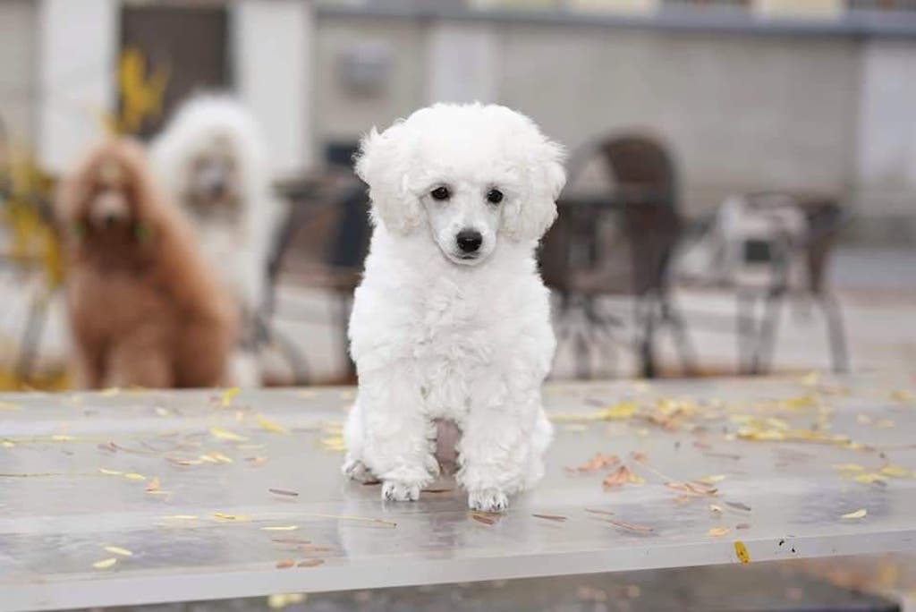 Pudel Toy - charakter