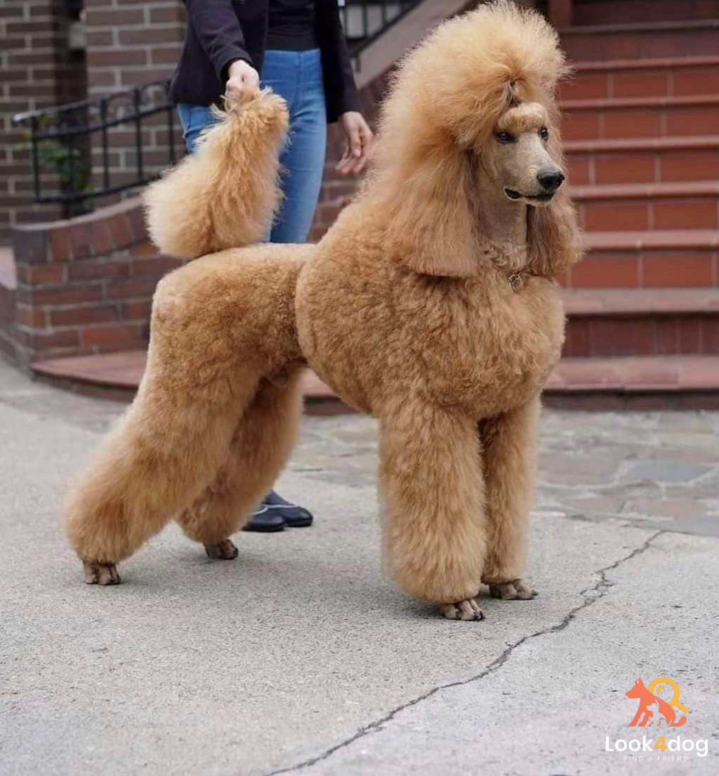 Pudel duży - charakter