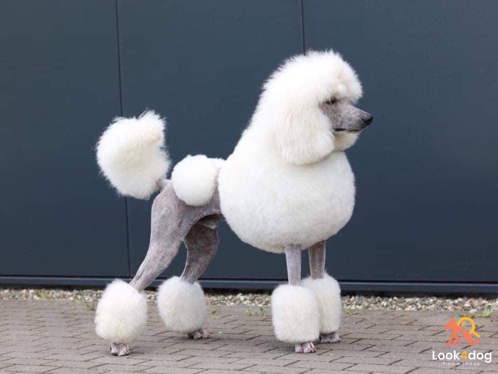 Pudel duży - pielęgnacja