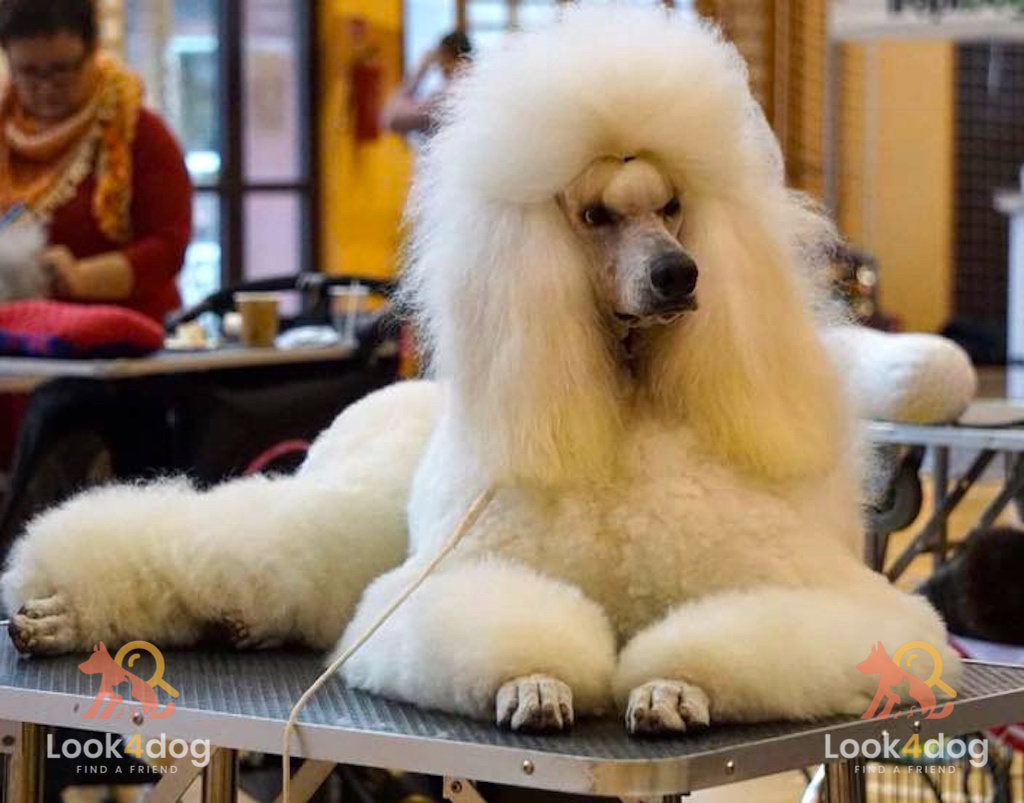 Pudel duży - umaszczenie