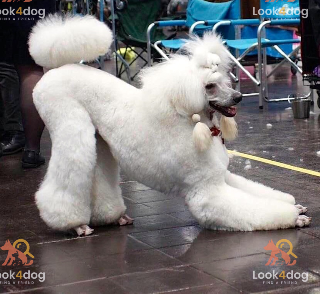 Pudel duży - żywienie