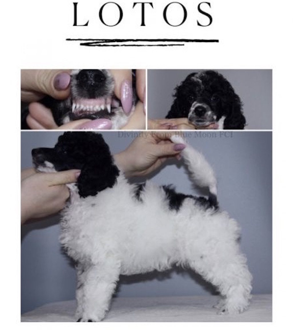 Pudel miniaturowy - hodowla