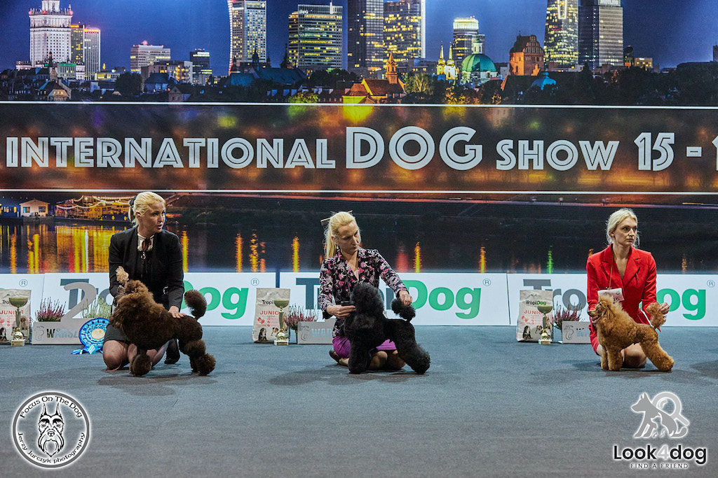 Pudel miniaturowy - hodowla