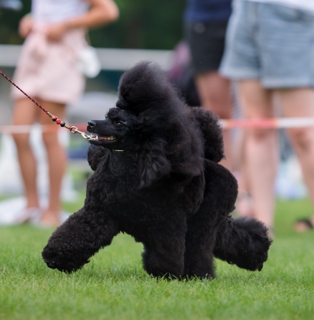 Pudel miniaturowy - pielęgnacja