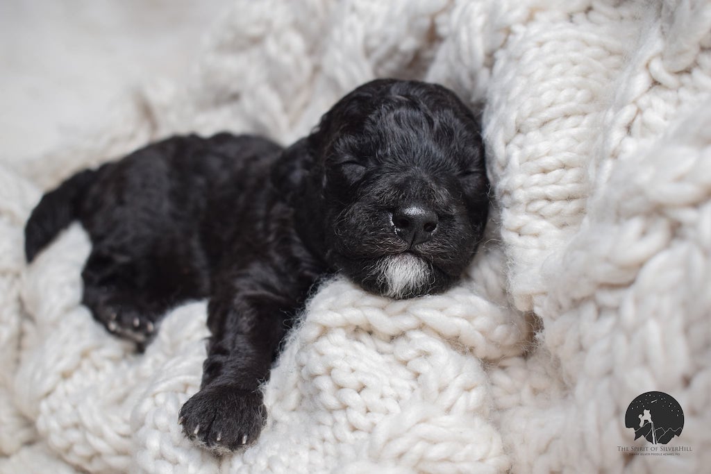 Pudel miniaturowy - szczeniaki